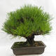 Outdoor bonsai - Pinus thunbergii Corticosa - sosna Thunberga VB2019-26712 - 2/5