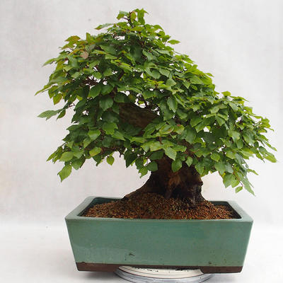 Outdoor bonsai - koreański grab - Carpinus carpinoides VB2019-26715 - 2