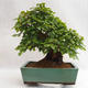 Outdoor bonsai - koreański grab - Carpinus carpinoides VB2019-26715 - 2/5