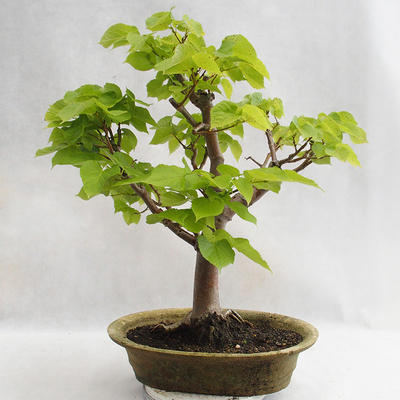 Outdoor bonsai - Wapno w kształcie serca - Tilia cordata 404-VB2019-26717 - 2