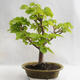 Outdoor bonsai - Wapno w kształcie serca - Tilia cordata 404-VB2019-26717 - 2/5