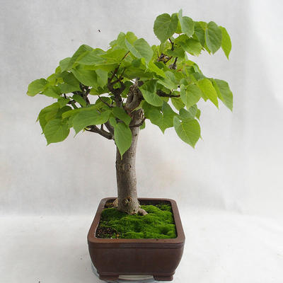 Outdoor bonsai - Wapno w kształcie serca - Tilia cordata 404-VB2019-26718 - 2