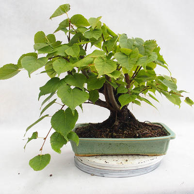 Outdoor bonsai - Wapno w kształcie serca - Tilia cordata 404-VB2019-26719 - 2