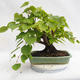 Outdoor bonsai - Wapno w kształcie serca - Tilia cordata 404-VB2019-26719 - 2/5