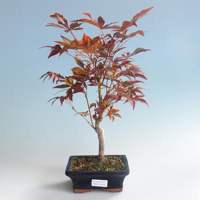 Outdoor bonsai - dłoń Acer. Atropurpureum-klon japoński czerwony 408-VB2019-26722 - 2