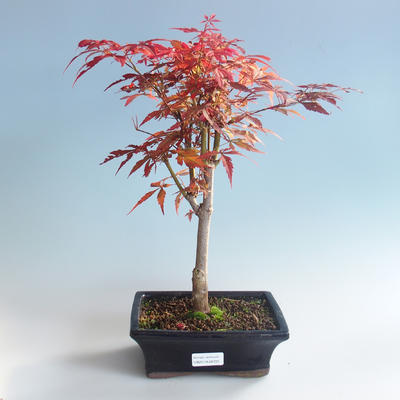 Outdoor bonsai - dłoń Acer. Atropurpureum-klon japoński czerwony 408-VB2019-26725 - 2
