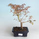 Outdoor Bonsai - Klon japoński Acer palmatum Butterfly 408-VB2019-26728 - 2/2