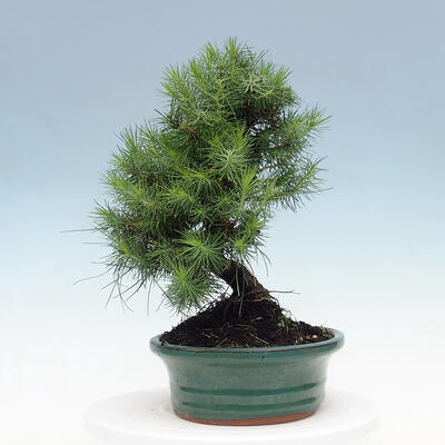 Kryty bonsai-Pinus halepensis-sosna Aleppo - 2