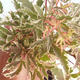 Outdoor Bonsai - Klon japoński Acer palmatum Butterfly 408-VB2019-26729 - 2/2