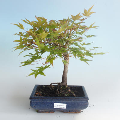 Outdoor bonsai - Acer palmatum Beni Tsucasa - Klon japoński 408-VB2019-26736 - 2