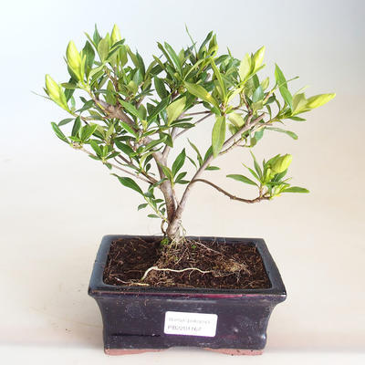 Kryty bonsai - Gardenia jasminoides-Gardenia PB2201167 - 2