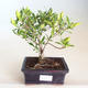 Kryty bonsai - Gardenia jasminoides-Gardenia PB2201167 - 2/2