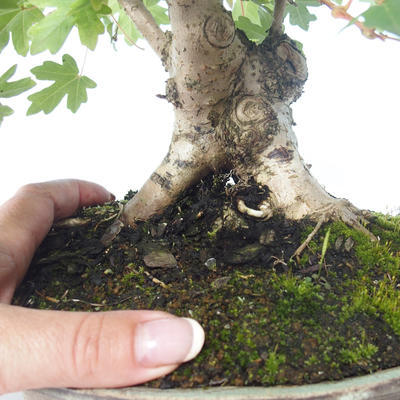 Outdoor bonsai-Acer campestre-Maple Babyb 408-VB2019-26807 - 2