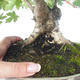 Outdoor bonsai-Acer campestre-Maple Babyb 408-VB2019-26807 - 2/5