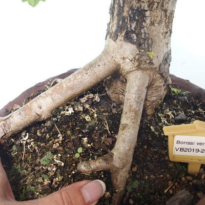Outdoor bonsai-Acer campestre-Maple Baby 408-VB2019-26808 - 2