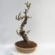 Outdoor bonsai - Pseudocydonia sinensis - pigwa chińska - 2/5