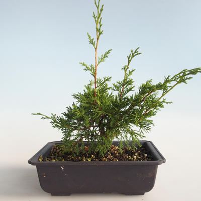 Outdoor bonsai - Juniperus chinensis Itoigava-chiński jałowiec VB2019-26890 - 2