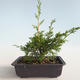 Outdoor bonsai - Juniperus chinensis Itoigava-chiński jałowiec VB2019-26890 - 2/3