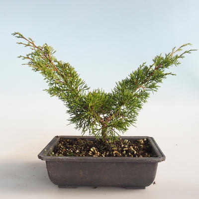 Outdoor bonsai - Juniperus chinensis Itoigava-chiński jałowiec VB2019-26893 - 2