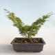 Outdoor bonsai - Juniperus chinensis Itoigava-chiński jałowiec VB2019-26893 - 2/3