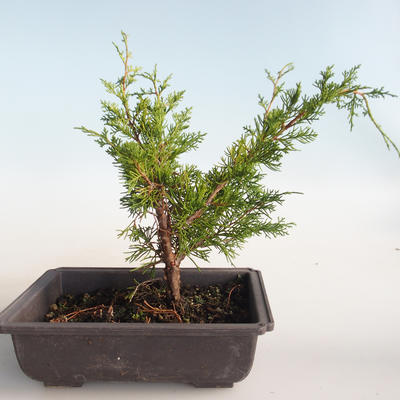 Outdoor bonsai - Juniperus chinensis Itoigava-chiński jałowiec VB2019-26896 - 2