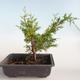 Outdoor bonsai - Juniperus chinensis Itoigava-chiński jałowiec VB2019-26896 - 2/3