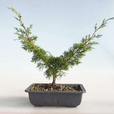 Outdoor bonsai - Juniperus chinensis Itoigava-chiński jałowiec VB2019-26898 - 2
