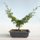 Outdoor bonsai - Juniperus chinensis Itoigava-chiński jałowiec VB2019-26898 - 2/3