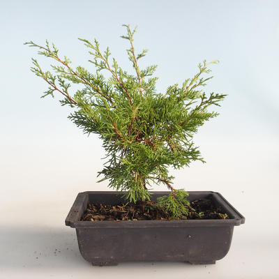 Outdoor bonsai - Juniperus chinensis Itoigava-chiński jałowiec VB2019-26899 - 2