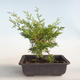Outdoor bonsai - Juniperus chinensis Itoigava-chiński jałowiec VB2019-26899 - 2/3
