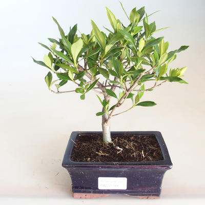 Kryty bonsai - Gardenia jasminoides-Gardenia PB2201168 - 2