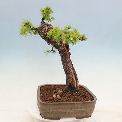 Bonsai na zewnątrz - Larix decidua - Modrzew liściasty - 2