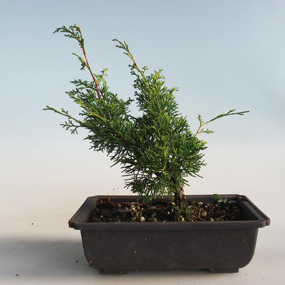 Outdoor bonsai - Juniperus chinensis Itoigava-chiński jałowiec VB2019-26905 - 2