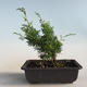 Outdoor bonsai - Juniperus chinensis Itoigava-chiński jałowiec VB2019-26905 - 2/3