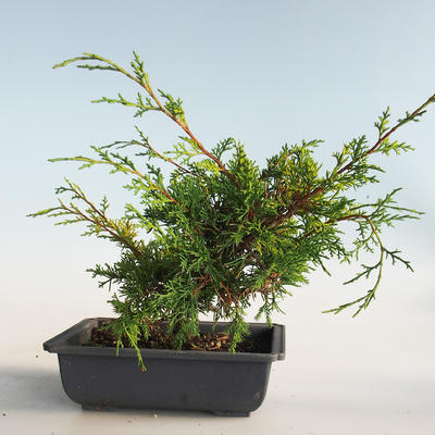 Outdoor bonsai - Juniperus chinensis Itoigava-chiński jałowiec VB2019-26907 - 2
