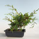 Outdoor bonsai - Juniperus chinensis Itoigava-chiński jałowiec VB2019-26907 - 2/3