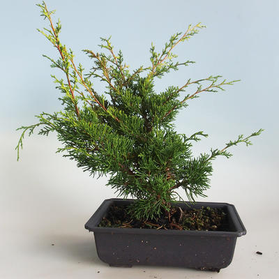 Outdoor bonsai - Juniperus chinensis Itoigava-chiński jałowiec VB2019-26913 - 2