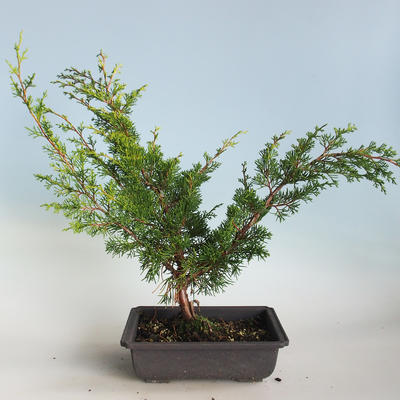 Outdoor bonsai - Juniperus chinensis Itoigava-chiński jałowiec VB2019-26914 - 2