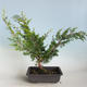Outdoor bonsai - Juniperus chinensis Itoigava-chiński jałowiec VB2019-26914 - 2/3