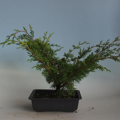Outdoor bonsai - Juniperus chinensis Itoigava-chiński jałowiec VB2019-26918 - 2