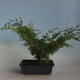 Outdoor bonsai - Juniperus chinensis Itoigava-chiński jałowiec VB2019-26918 - 2/3