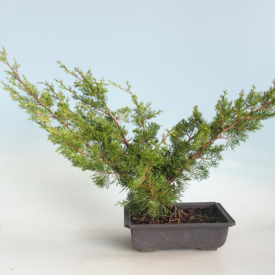 Outdoor bonsai - Juniperus chinensis Itoigava-chiński jałowiec VB2019-26922 - 2