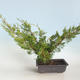 Outdoor bonsai - Juniperus chinensis Itoigava-chiński jałowiec VB2019-26922 - 2/3