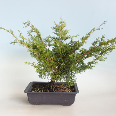 Outdoor bonsai - Juniperus chinensis Itoigava-chiński jałowiec VB2019-26923 - 2