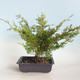 Outdoor bonsai - Juniperus chinensis Itoigava-chiński jałowiec VB2019-26923 - 2/3