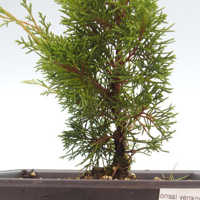 Outdoor bonsai - Juniperus chinensis Itoigawa-chiński jałowiec VB2019-26974 - 2