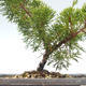 Outdoor bonsai - Juniperus chinensis Itoigawa-chiński jałowiec VB2019-26975 - 2/2
