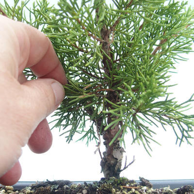 Outdoor bonsai - Juniperus chinensis Itoigawa-chiński jałowiec VB2019-26977 - 2