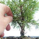 Outdoor bonsai - Juniperus chinensis Itoigawa-chiński jałowiec VB2019-26977 - 2/2