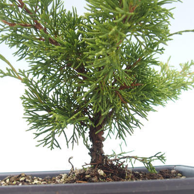 Outdoor bonsai - Juniperus chinensis Itoigawa-chiński jałowiec VB2019-26978 - 2